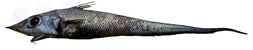 Coelorinchus labiatus_011